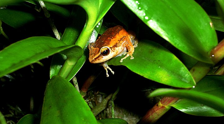 Coquí de Puerto Rico