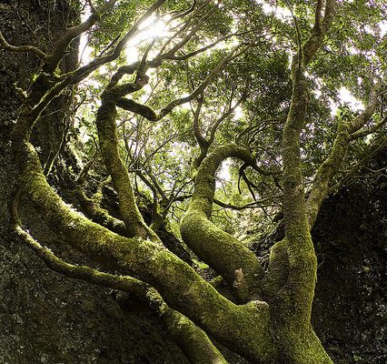 Garoé, foto de la Consejería de Turismo de El Hierro